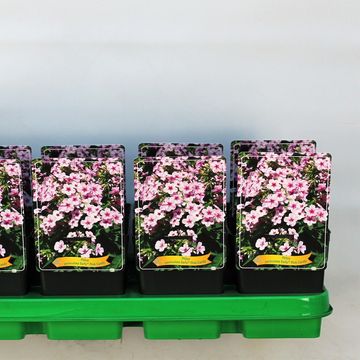 Phlox EARLY PINK CANDY