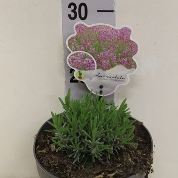 Lavandula angustifolia 'Rosea'