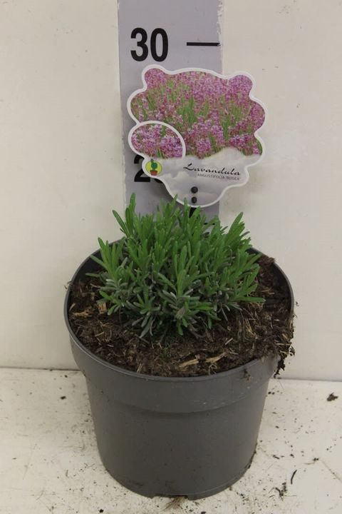 Lavandula angustifolia 'Rosea'