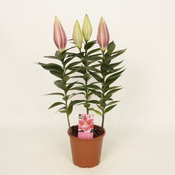 Lilium 'After Eight'