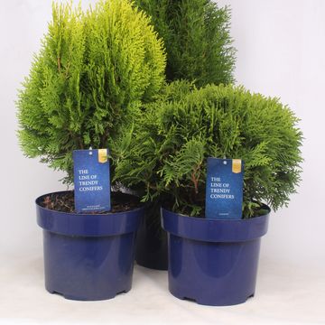 Thuja occidentalis MIX