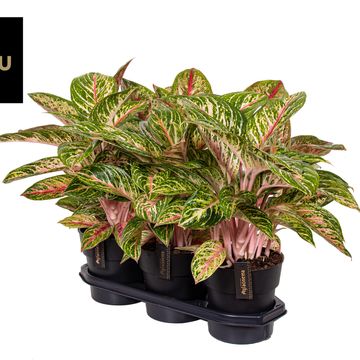 Aglaonema 'Pink Surprise'