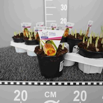 Fritillaria uva-vulpis