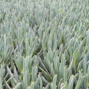 Senecio serpens