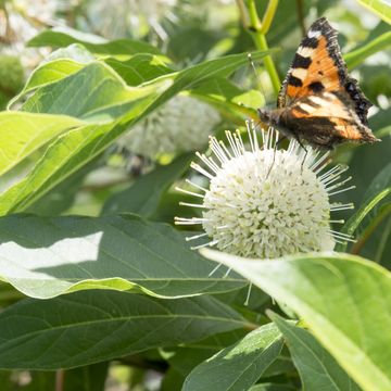 Cephalanthus 'Magical Moonlight'