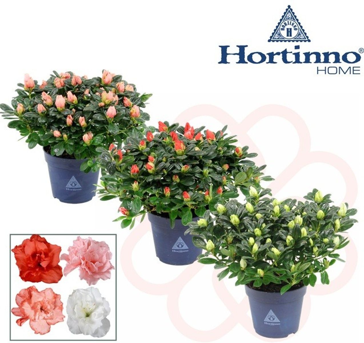 thuja d30 hund dosierung Zahnfee Pulver für Hunde main image 0