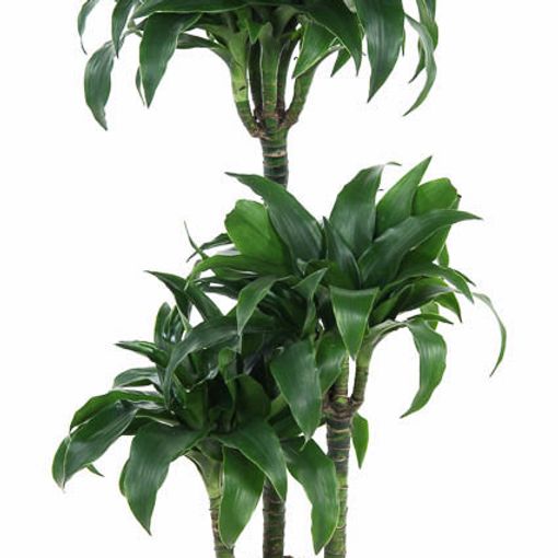 Dracaena fragrans 'Tatuada'