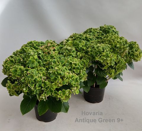 Hydrangea macrophylla MIX