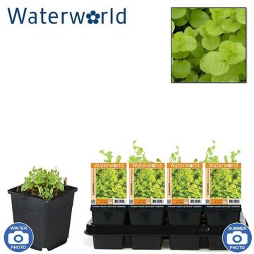 Lysimachia nummularia