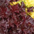 Heuchera 'Chocolate Ruffles'