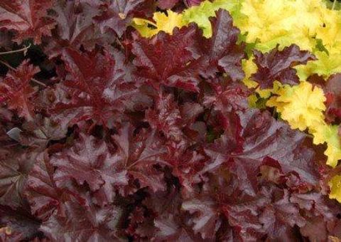 Heuchera 'Chocolate Ruffles'