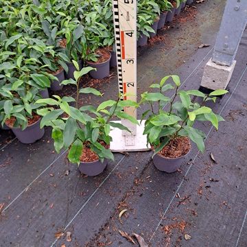 Magnolia figo 'Stellar Ruby'