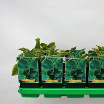 Hosta 'Yellow River'