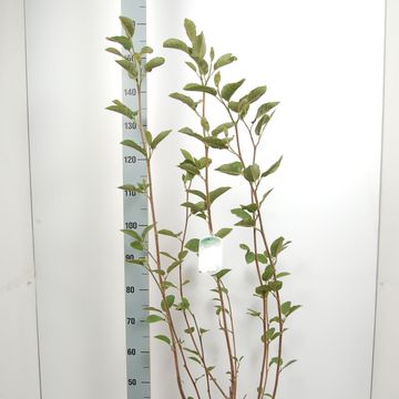 Magnolia sieboldii