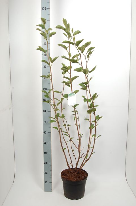 Magnolia sieboldii
