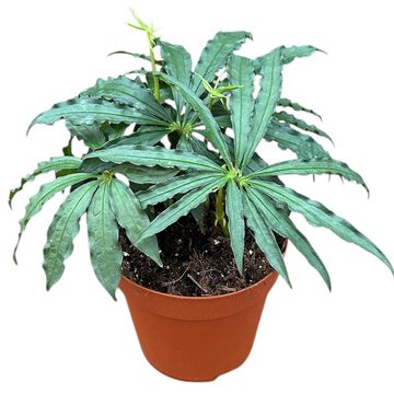 Anthurium polyschistum