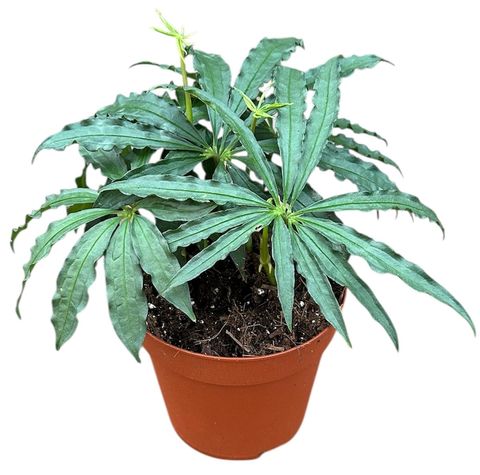 Anthurium polyschistum