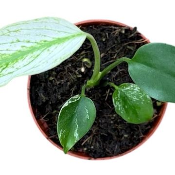 Monstera 'Devil Monster'
