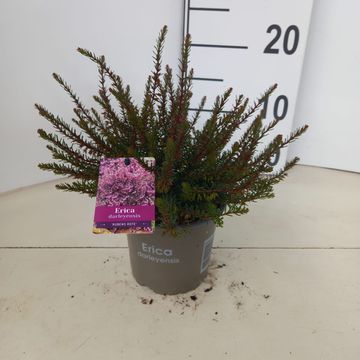 Erica x darleyensis 'Kramer's Rote'