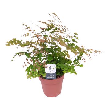 Adiantum tenerum 'Scutum Roseum'
