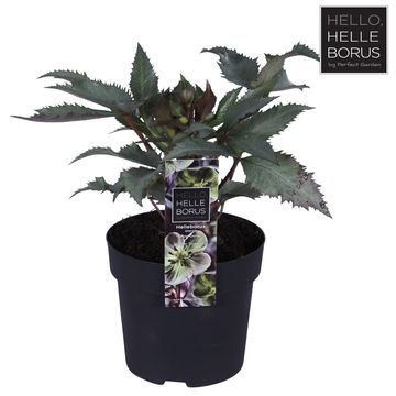 Helleborus x sternii 'Silver Dollar'