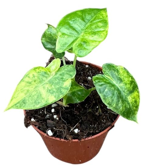 Alocasia gageana 'Aurea'