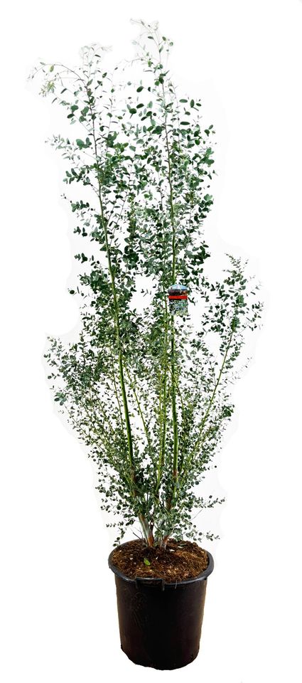 Eucalyptus gunnii AZURA