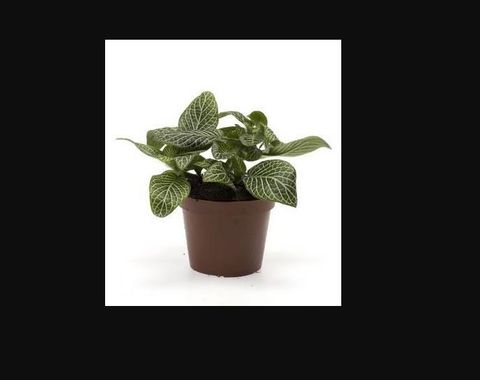 Fittonia verschaffeltii