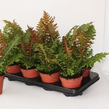 Blechnum brasiliense 'Volcano'