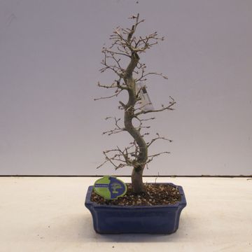 Carpinus japonica