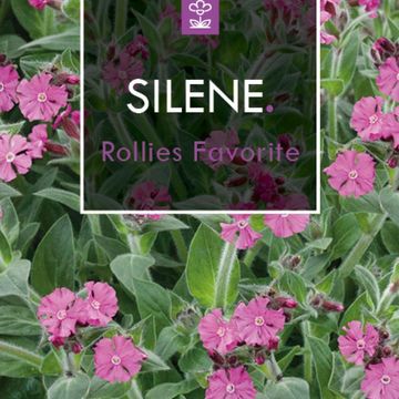 Silene 'Rollies Favorite'