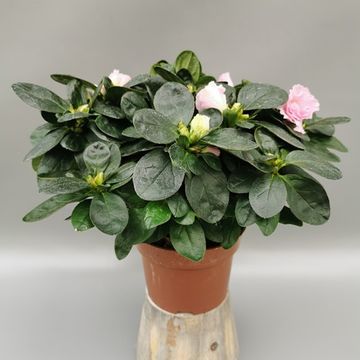 Rhododendron 'Terra Nova'