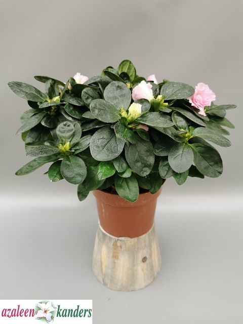 Rhododendron 'Terra Nova'