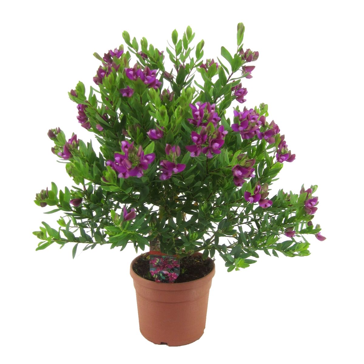 Polygala myrtifolia — Plant Wholesale FlorAccess