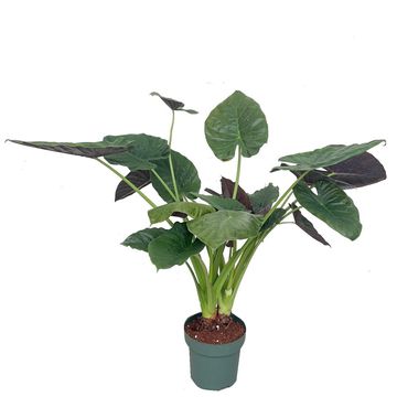 Alocasia wentii