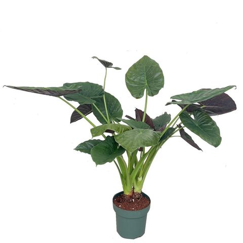 Alocasia wentii