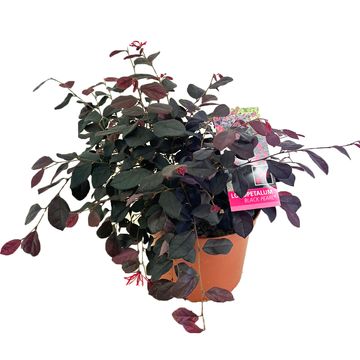 Loropetalum chinense