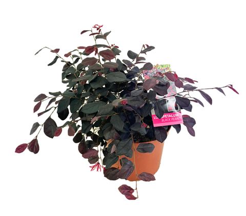 Loropetalum chinense