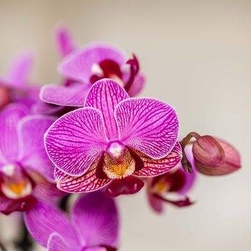 Phalaenopsis LITTLE KOLIBRI MIX