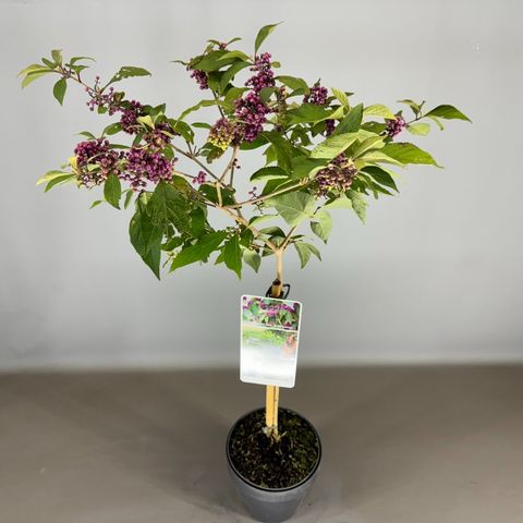 Callicarpa bodinieri 'Профьюжн'