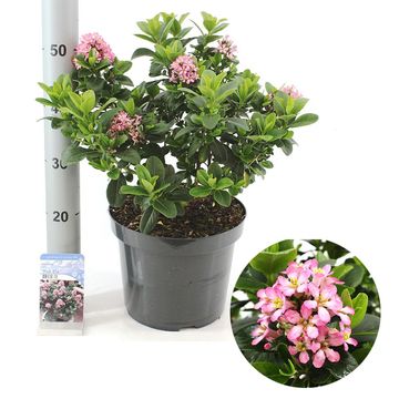 Escallonia laevis PINK ELLE