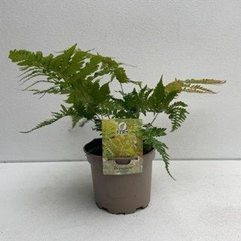 Dryopteris erythrosora