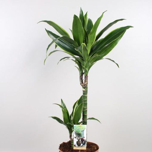 Dracaena fragrans 'Arturo'