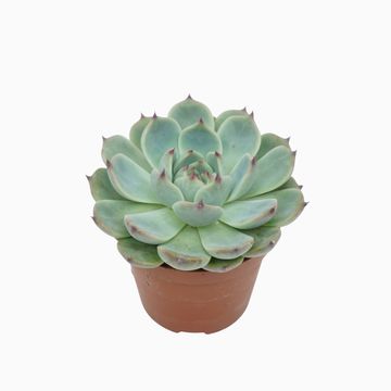 Echeveria parva x lindsayana