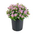 Catharanthus roseus SOIREE KAWAII PINK WITH EYE
