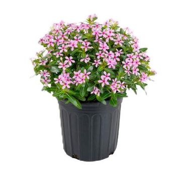 Catharanthus roseus SOIREE KAWAII PINK WITH EYE