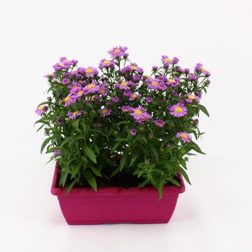 Aster MAGIC PINK