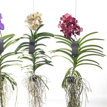 Vanda MIX