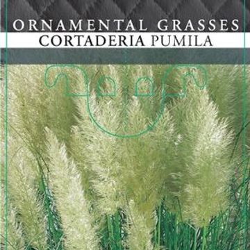 Cortaderia selloana MIX