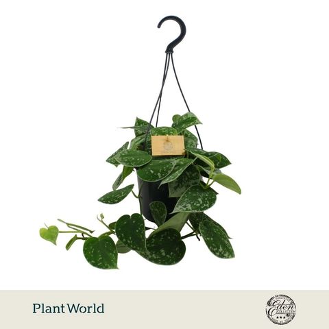 Scindapsus pictus
